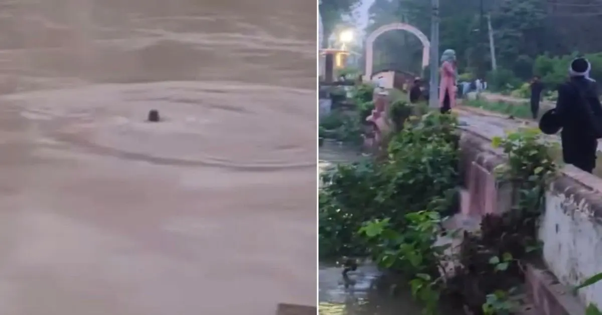 Haridwar news today: young woman jumping from old bridge into the Ganga Canal in roorkee video viral.