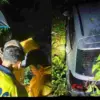 Uttarakhand Champawat News Tanakpur Accident: Car Skids Off Road into Gorge During Rain, All Occupants Safe