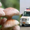 Pithoragarh news today: Five members of a family in critical condition after wild mushroom curry in Dharchula Pithoragarh.