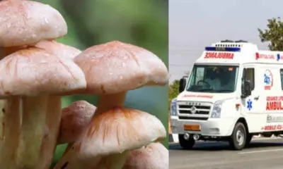 Pithoragarh news today: Five members of a family in critical condition after wild mushroom curry in Dharchula Pithoragarh.