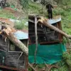Almora News Today: Massive Tree Falls on House Roof in Ranikhet, Fire Service Averts Major Mishap chamarkhan