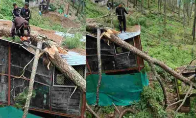 Almora News Today: Massive Tree Falls on House Roof in Ranikhet, Fire Service Averts Major Mishap chamarkhan