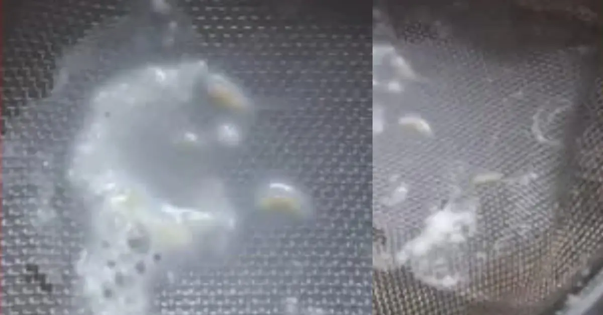 Bageshwar news today: Video goes viral showing worms found in milk after opening the packet in garur.