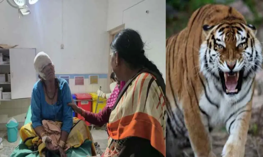 Ramnagar news today: 65-Year-Old Woman Seriously Injured in Tiger Attack While Cutting Grass, Referred