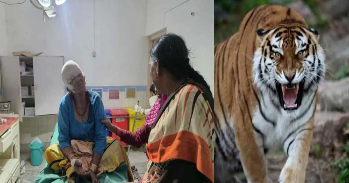 Ramnagar news today: 65-Year-Old Woman Seriously Injured in Tiger Attack While Cutting Grass, Referred