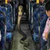 Haridwar Roorkee Breaking News Today: Snake Found Inside Moving laksar Bus, Passengers Panic