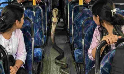 Haridwar Roorkee Breaking News Today: Snake Found Inside Moving laksar Bus, Passengers Panic