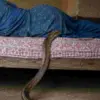 Pithoragarh News Today: Teenage girl bitten by snake in Kanalichhina Pithoragarh snake bite uttarakhand news.
