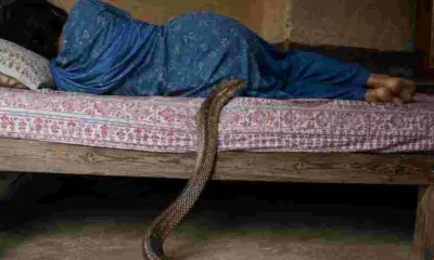 Pithoragarh News Today: Teenage girl bitten by snake in Kanalichhina Pithoragarh snake bite uttarakhand news.
