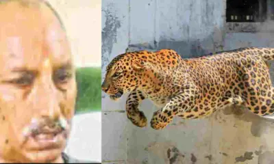 Uttarakhand: Leopard Attacks Elderly Man in Haldwani, Woman's Quick Action Saves His Life