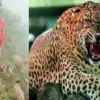 Pauri guldar attack today: Woman critically injured in another leopard tiger attack in yamkeshwar uttarakhand.