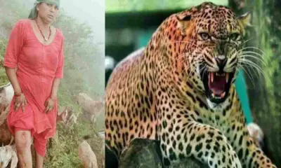 Pauri guldar attack today: Woman critically injured in another leopard tiger attack in yamkeshwar uttarakhand.