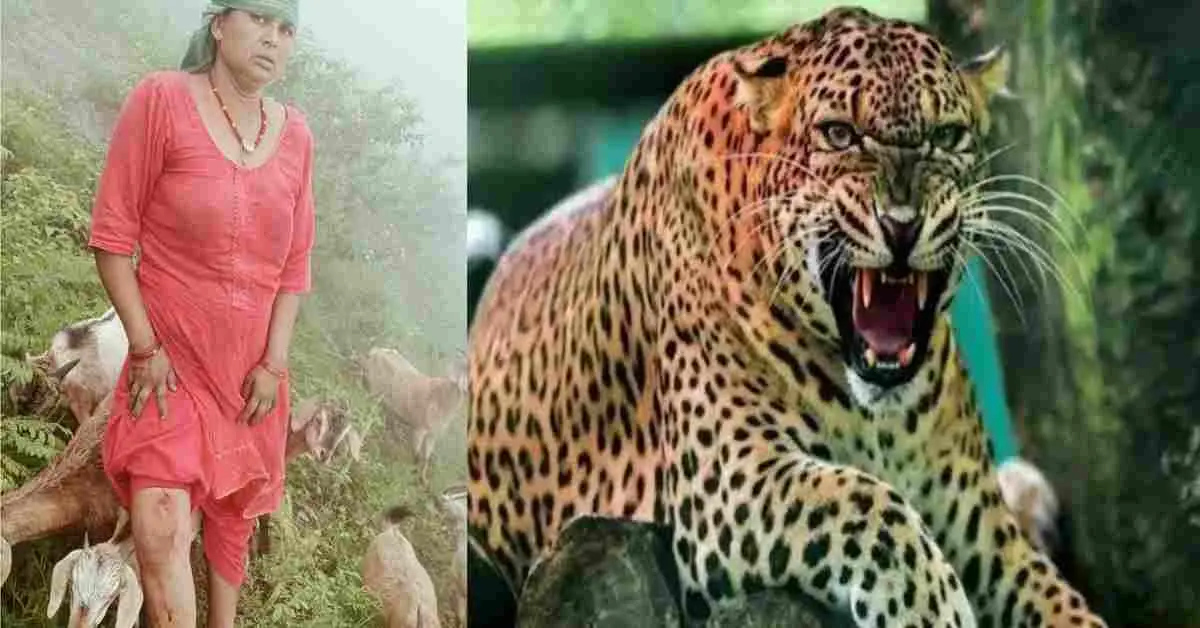 Pauri guldar attack today: Woman critically injured in another leopard tiger attack in yamkeshwar uttarakhand.