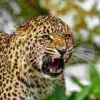 Pauri guldar attack today: Leopard attack in Pauri Garhwal; woman attacked in Yamkeshwar guldar tiger attack.