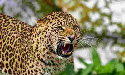 Pauri guldar attack today: Leopard attack in Pauri Garhwal; woman attacked in Yamkeshwar guldar tiger attack.